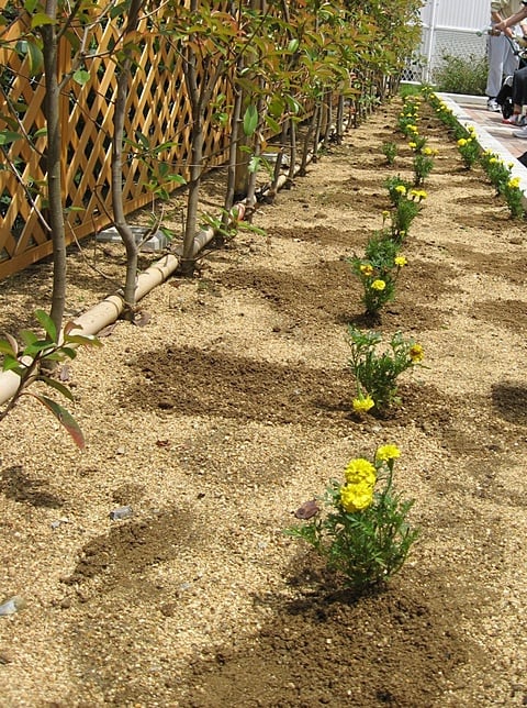 「花苗の植栽」