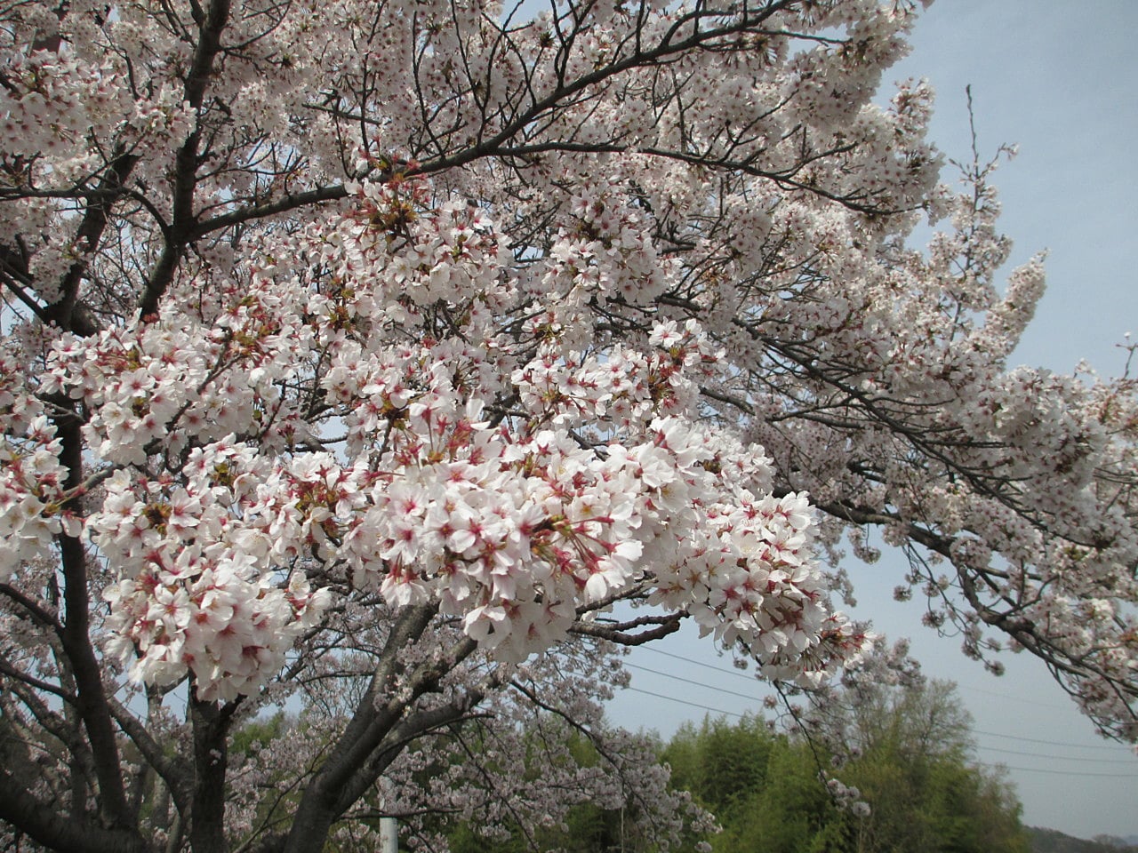 「お花見」